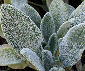 Чистец шерстистый Овечьи ушки