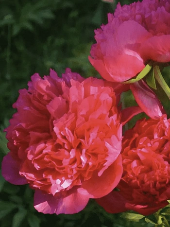 Пион Молочноцветковый Command Performance