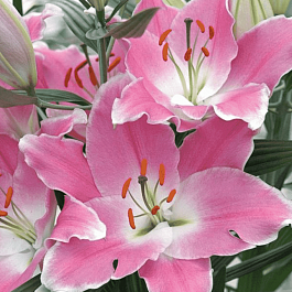 Лилия Queenfish