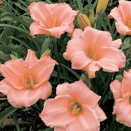 Лилейник On and On