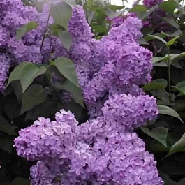 Сирень обыкновенная Прощание Славянки