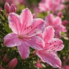 Рододендрон тупой Kermesina