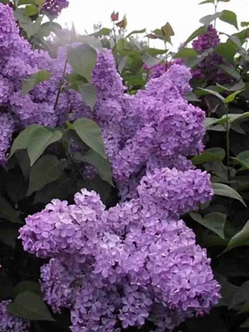 Сирень обыкновенная Прощание Славянки