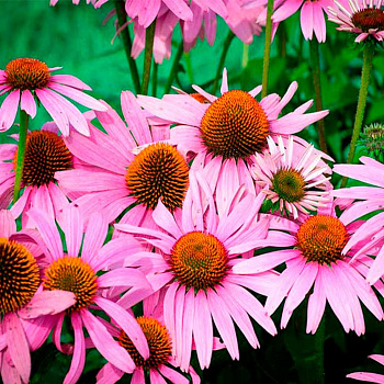 Эхинацея пурпурная Роки Топ Эхинацея пурпурная Роки Топ