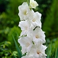 Гладиолус White Prosperity