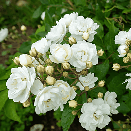 Роза Кустовая  Waterloo