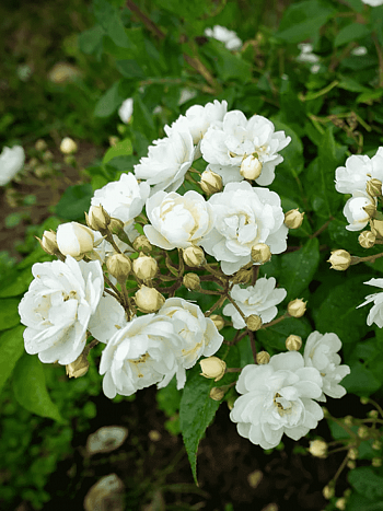 Роза Кустовая  Waterloo