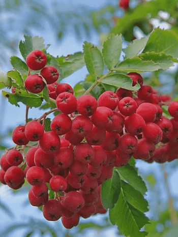 Рябина Сказка