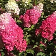 Гортензия метельчатая Fraise Melba