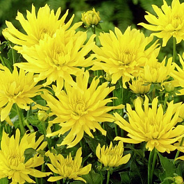 Георгина декоративная Мюнхен