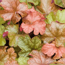 Гейхера World Caffe Americano