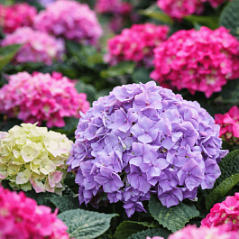 Гортензия крупнолистная Mix
