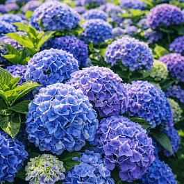 Гортензия крупнолистная Bouquet Rose