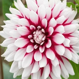 Георгина Rebbeca's World