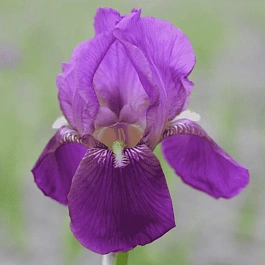Ирис германский Imperator