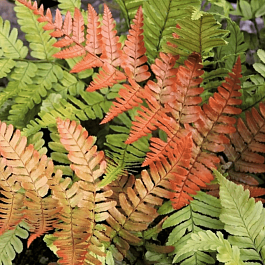 Щитовник красносорусовый