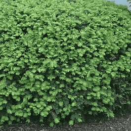 Тис средний Densiformis