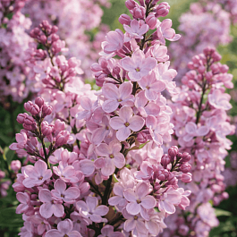 Сирень  гиацинтовая  Maiden's Blush