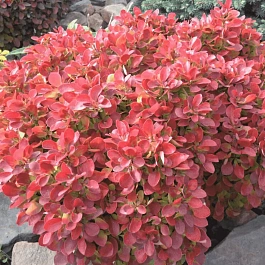 Барбарис Тунберга Fire Ball