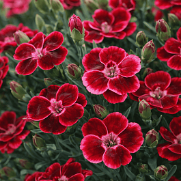 Гвоздика Diantica Velvet