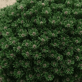 Сосна горная Atom