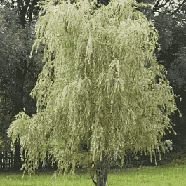 Ива белая Vitellina