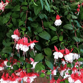 Фуксия ампельная Sir Matt Busby