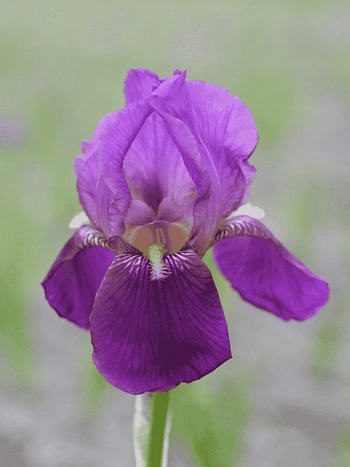 Ирис германский Imperator