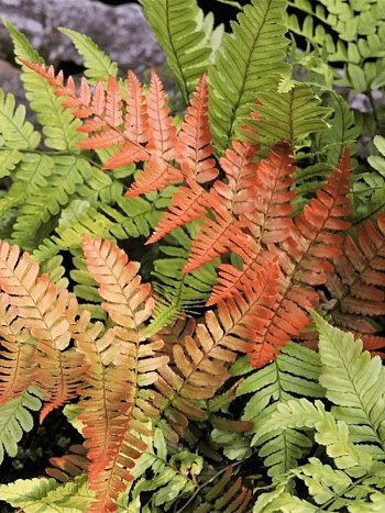 Щитовник красносорусовый