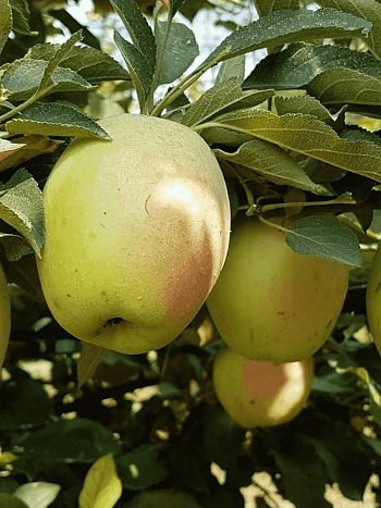 Яблоня Синап Кандиль