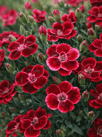 Гвоздика Diantica Velvet