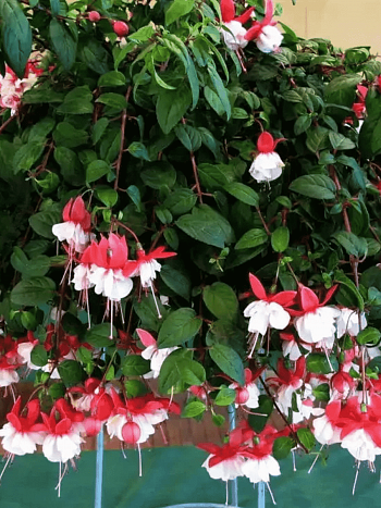 Фуксия ампельная Sir Matt Busby