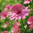 Астранция большая Primadonna