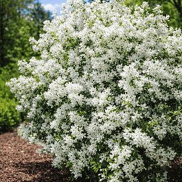 Экзохорда Кистевая