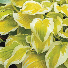 Хоста Spring Morning