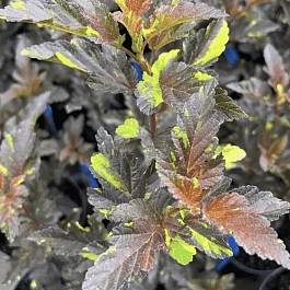 Пузыреплодник калинолистный Salamandra