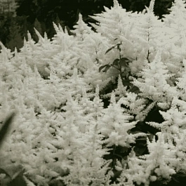 Астильба японская Gladstone