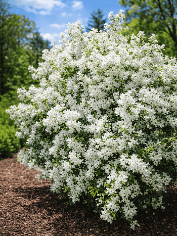 Экзохорда Кистевая