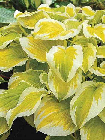 Хоста Spring Morning