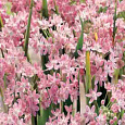 Лук декоративный Roseum