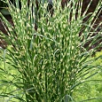 Мискантус китайский Zebrinus