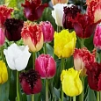 Тюльпан Махровый Смесь Окрасок