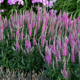 Вероника Бэби Долл