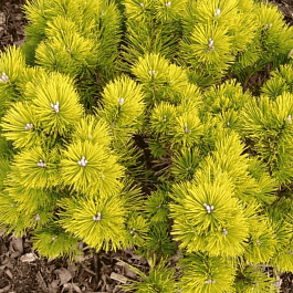 Сосна горная Golden Glow