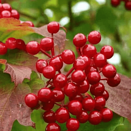 Калина съедобная Красный коралл