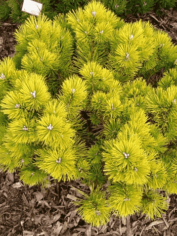 Сосна горная Golden Glow