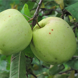 Яблоня Голубь Мира
