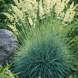 Колерия сизая Coolio