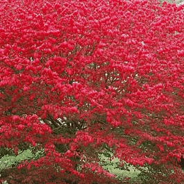 Бересклет европейский Red Cascade