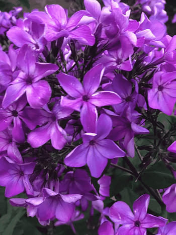 Флокс Гуслица